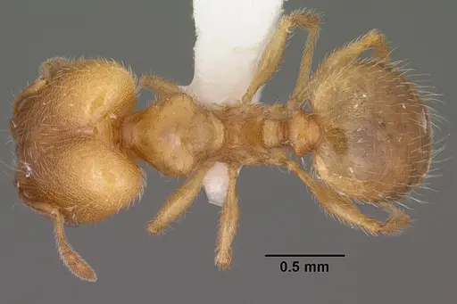 Pheidole bicarinata - CASENT0102868