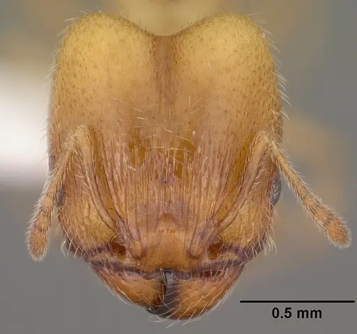 Pheidole bicarinata - CASENT0102868