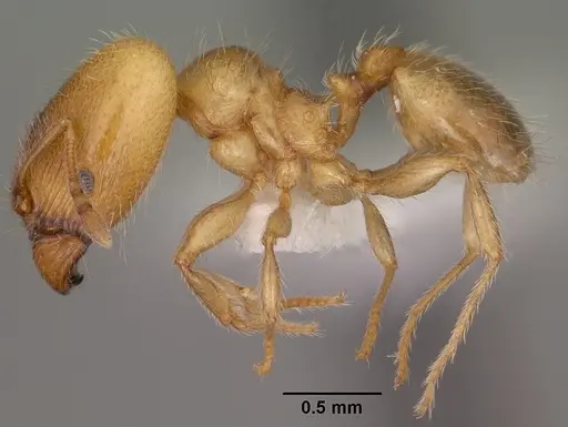 Pheidole bicarinata - CASENT0102868