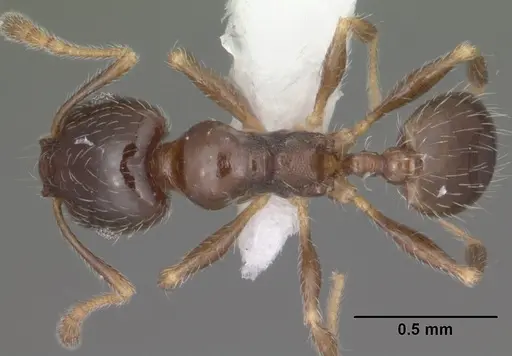 Pheidole bicarinata - CASENT0102869
