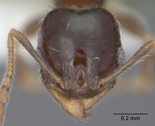 Pheidole bicarinata - CASENT0102869