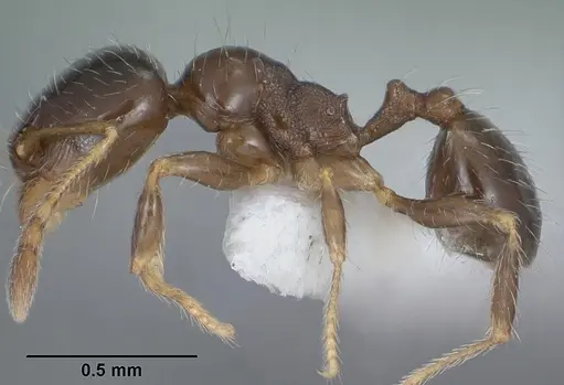Pheidole bicarinata - CASENT0102869