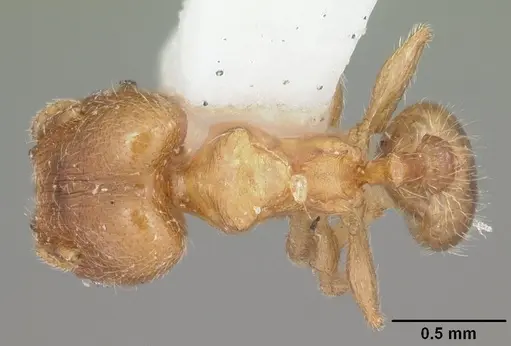 Pheidole bicarinata - CASENT0104282