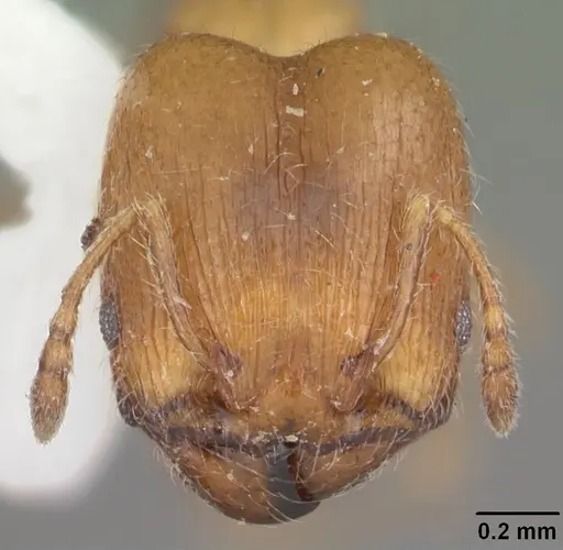Pheidole bicarinata - CASENT0104282