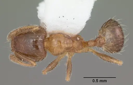 Pheidole bicarinata - CASENT0104283