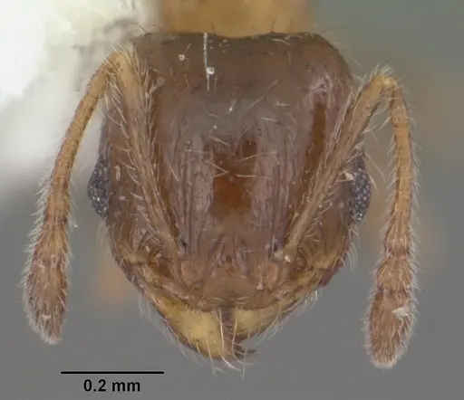 Pheidole bicarinata - CASENT0104283