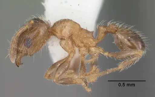 Pheidole bicarinata - CASENT0104283