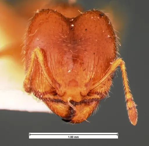Pheidole bicarinata - CASENT0105560