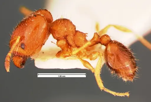Pheidole bicarinata - CASENT0105560