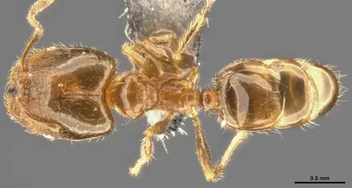 Pheidole bicarinata - CASENT0283402