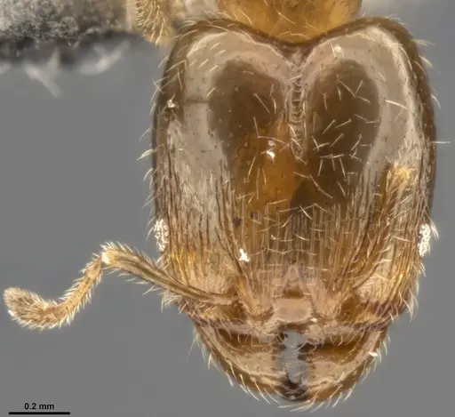 Pheidole bicarinata - CASENT0283402