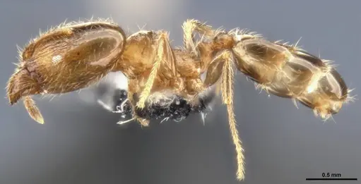 Pheidole bicarinata - CASENT0283402