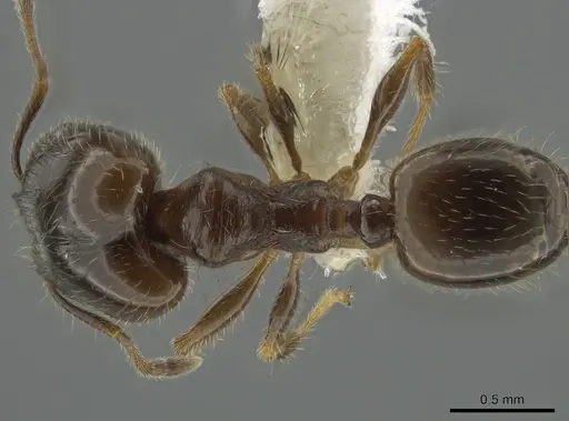Pheidole bicarinata - CASENT0644893