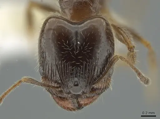 Pheidole bicarinata - CASENT0644893