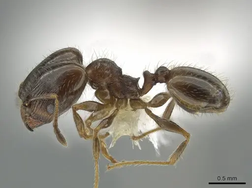Pheidole bicarinata - CASENT0644893