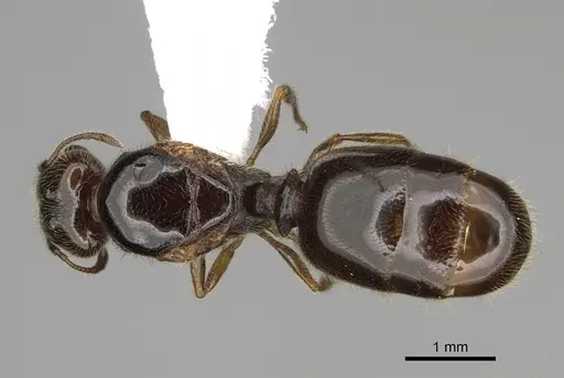 Pheidole bicarinata - CASENT0862454