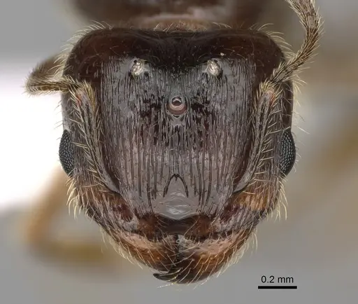 Pheidole bicarinata - CASENT0862454