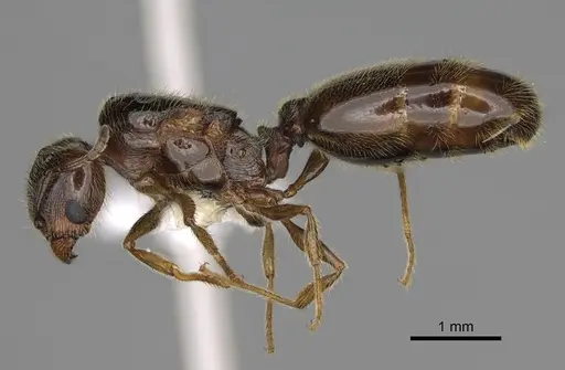 Pheidole bicarinata - CASENT0862454