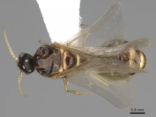 Pheidole bicarinata - CASENT0862455