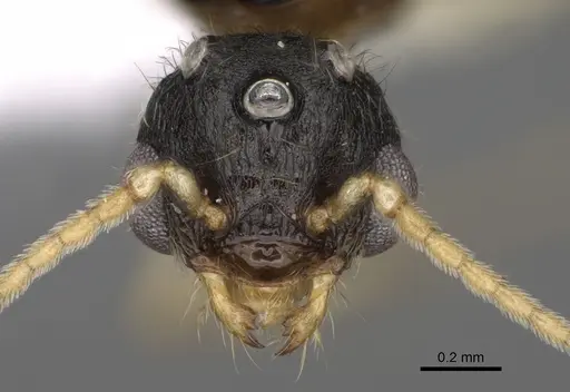 Pheidole bicarinata - CASENT0862455