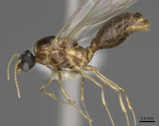 Pheidole bicarinata - CASENT0862455