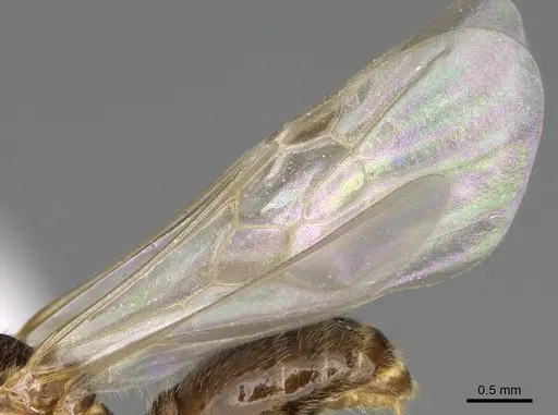 Pheidole bicarinata - CASENT0862455