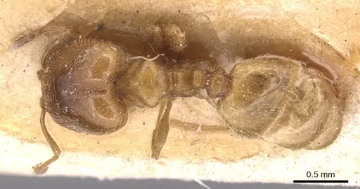 Pheidole bicarinata - CASENT0904436