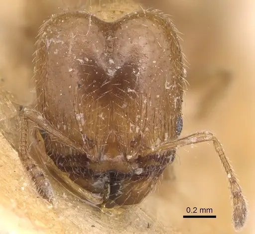 Pheidole bicarinata - CASENT0904436