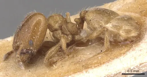 Pheidole bicarinata - CASENT0904436