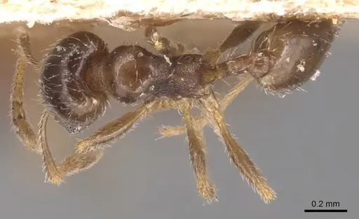 Pheidole bicarinata - CASENT0904437