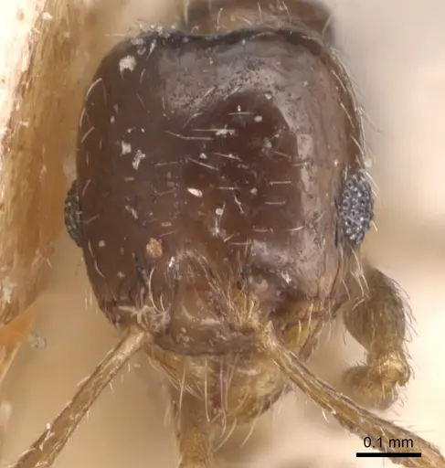 Pheidole bicarinata - CASENT0904437