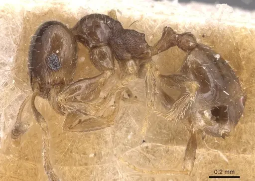Pheidole bicarinata - CASENT0904437