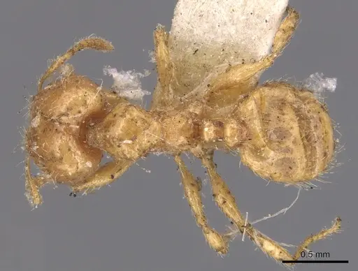 Pheidole bicarinata - CASENT0904438