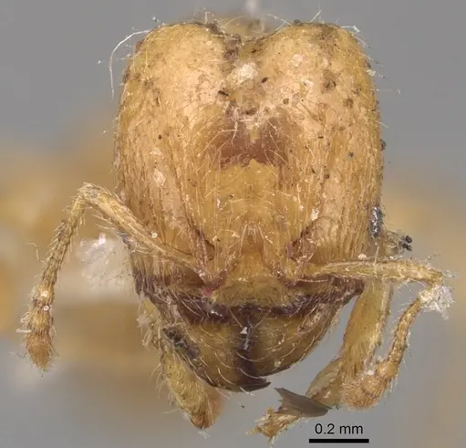 Pheidole bicarinata - CASENT0904438