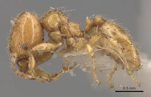 Pheidole bicarinata - CASENT0904438