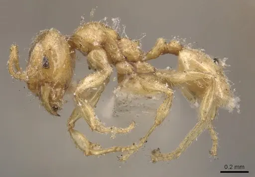 Pheidole bicarinata - CASENT0904439