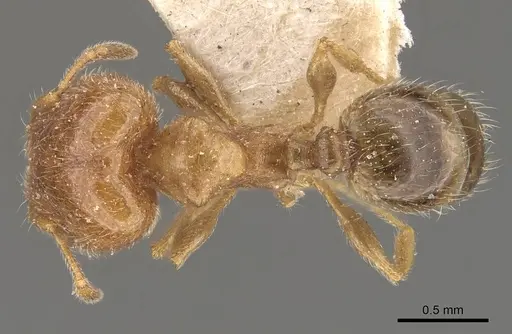 Pheidole bicarinata - CASENT0908244