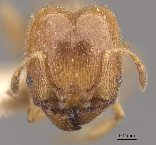 Pheidole bicarinata - CASENT0908244