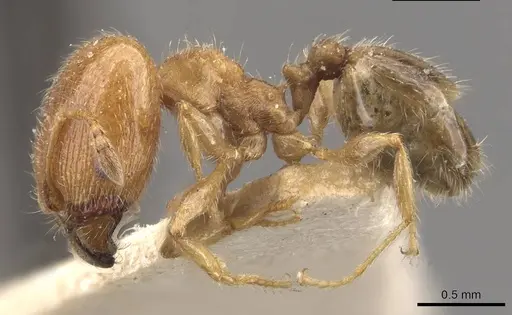 Pheidole bicarinata - CASENT0908244