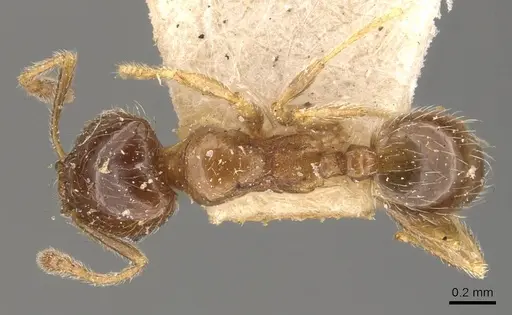 Pheidole bicarinata - CASENT0908245
