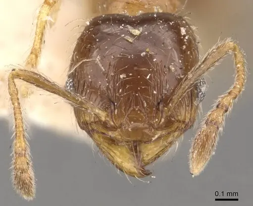 Pheidole bicarinata - CASENT0908245