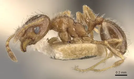 Pheidole bicarinata - CASENT0908245