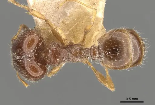 Pheidole bicarinata - CASENT0908246