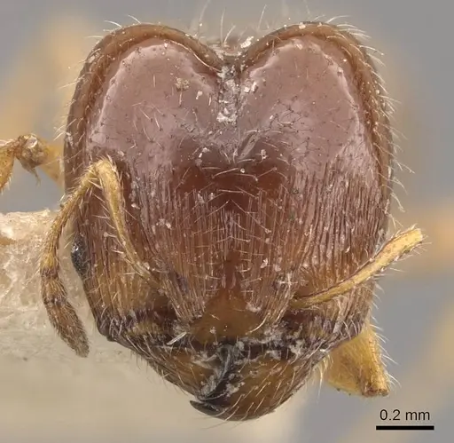 Pheidole bicarinata - CASENT0908246