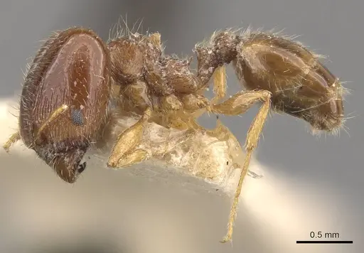 Pheidole bicarinata - CASENT0908246