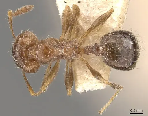Pheidole bicarinata - CASENT0908247