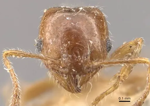 Pheidole bicarinata - CASENT0908247