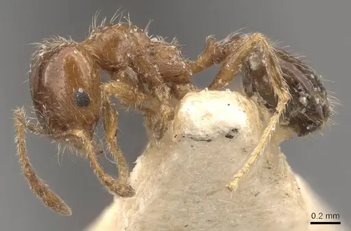 Pheidole bicarinata - CASENT0908247