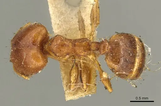 Pheidole bicarinata - CASENT0916050
