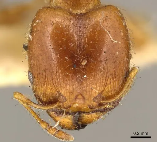 Pheidole bicarinata - CASENT0916050